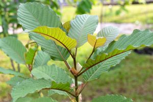 What Is Kratom And What Does It Do To Your Body?