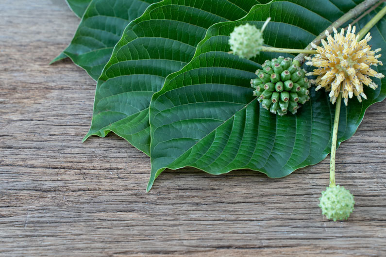 Does Kratom Help With Weight Loss? What You Need To Know