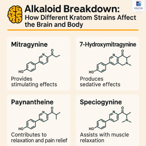 alkaloid breakdown: how different kratom strains affect the brain and body