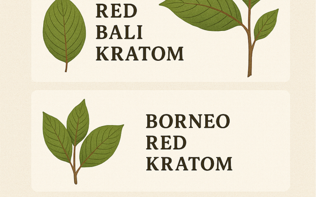 The Ultimate Guide to Red Vein Kratom